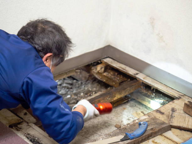Trusted East Lake, FL Mold Removal Experts