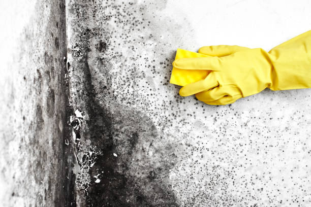 Best Certified Mold Removal  in East Lake, FL