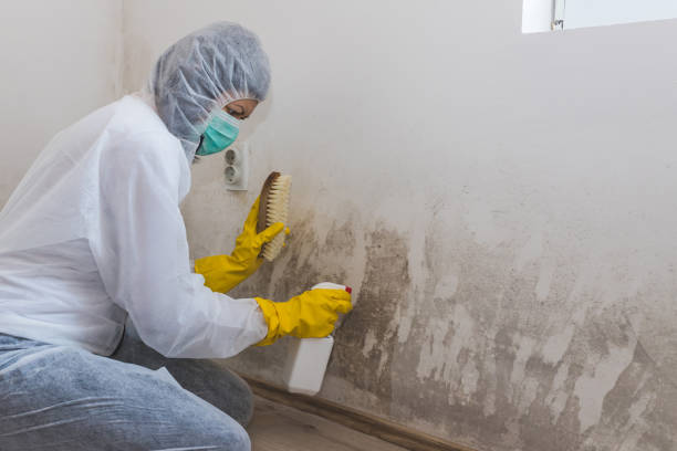 Best Mold Remediation  in East Lake, FL