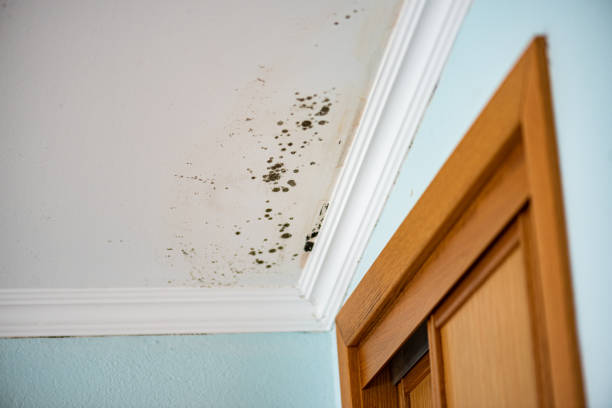 Best Residential Mold Removal  in East Lake, FL
