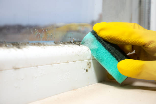 Best Local Mold Removal Service  in East Lake, FL