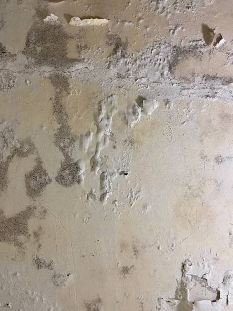 Water Damage Restoration in East Lake, FL