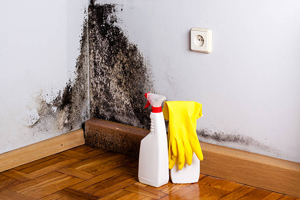 Best Crawl Space Mold Removal  in East Lake, FL