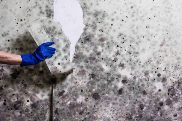 Best Mold Damage Repair  in East Lake, FL
