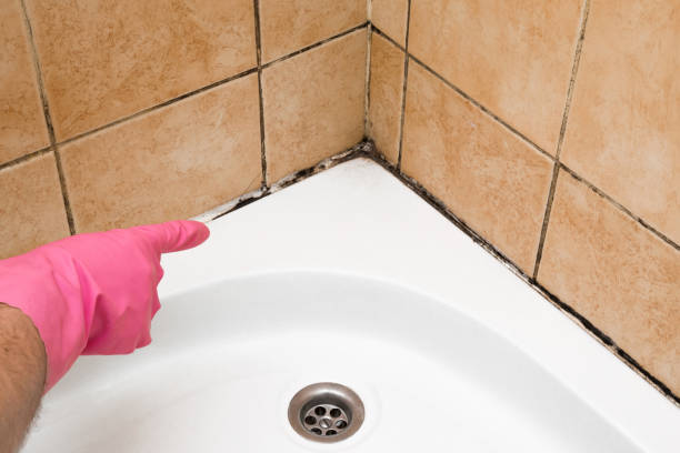 Best Professional Mold Removal  in East Lake, FL